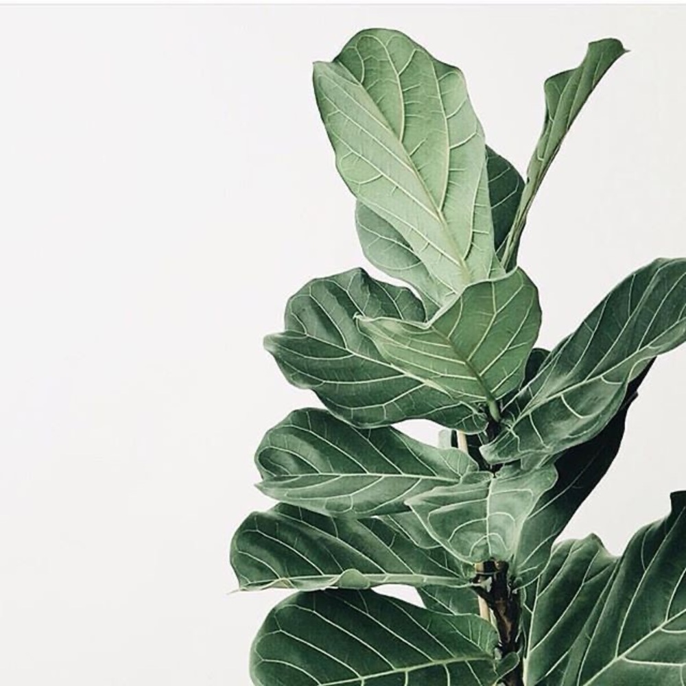 Meet your Posher, Fiddle and Fig